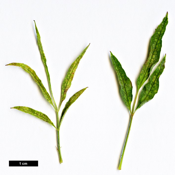 High resolution image: Family: Rosaceae - Genus: Rosa - Taxon: watsoniana High resolution image: Family: Rosaceae - Genus: Rosa - Taxon: watsoniana